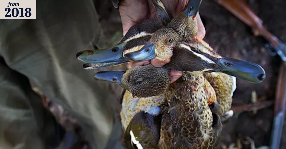 Toxic duck threat as hunting season begins