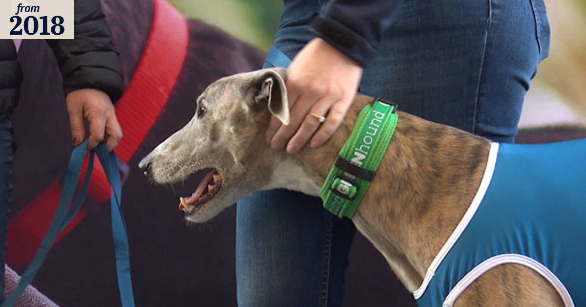 Taxpayer money goes to world's richest greyhound race