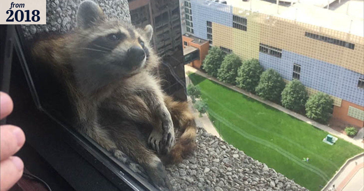 Raccoon high-rise saga comes to an end
