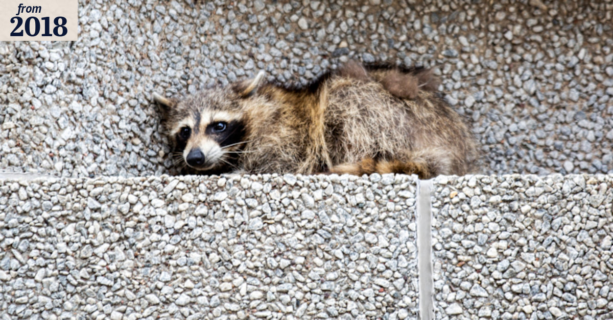Racoon's Minnesota building climb comes to relieving end