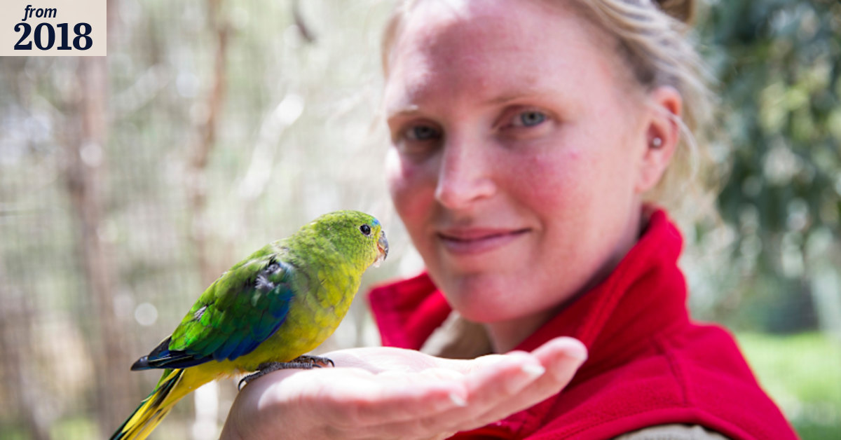 With a little help, most-threatened parrot might have turned a corner