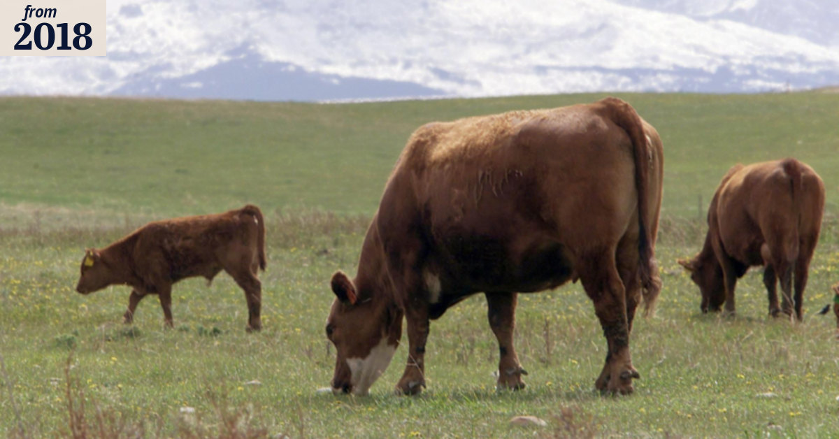 Cow may be biggest mammal if humans keep up extinctions: study