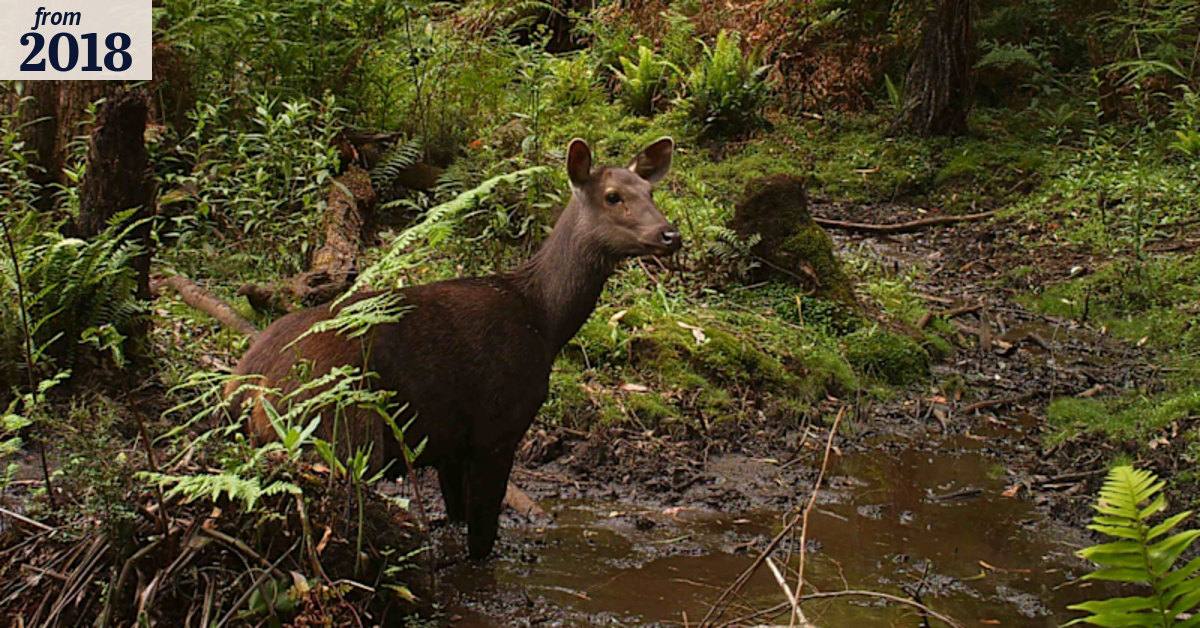 Discover High Country flora
