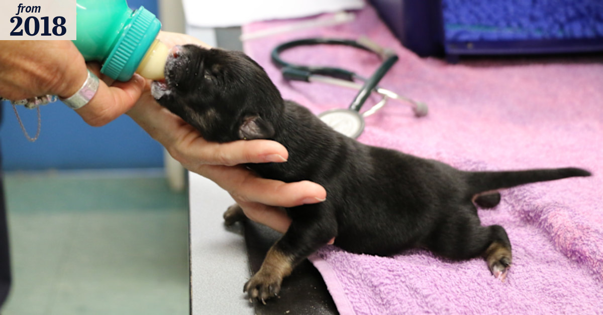 RSPCA appeals for information after puppies dumped in WA bush