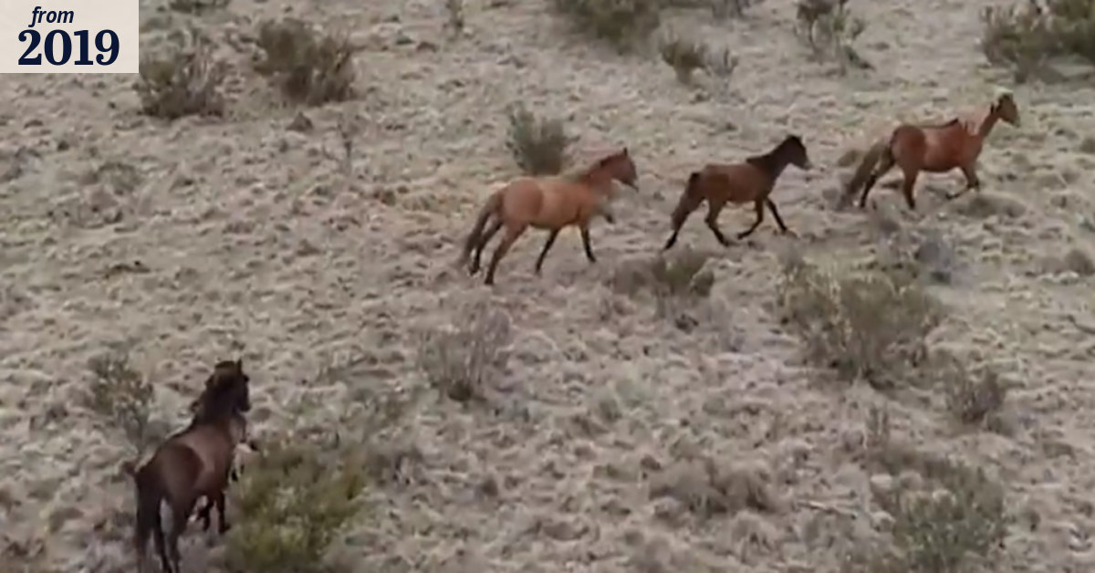 Wild horses blamed for ecological disaster