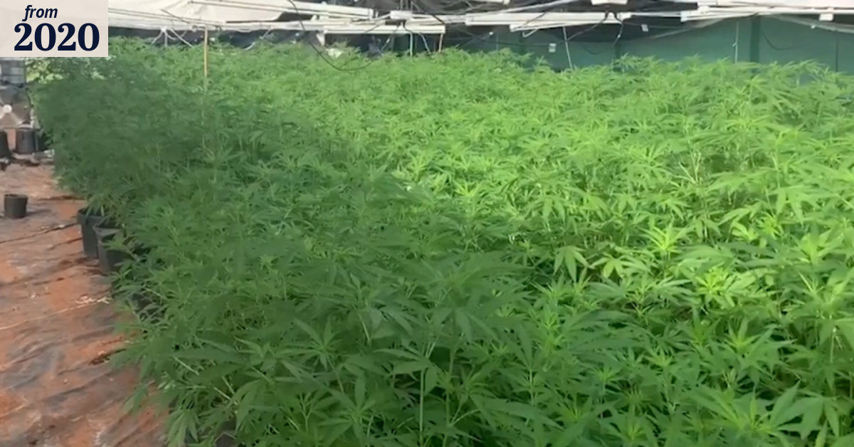 Police seize more than $5.5 million worth of cannabis