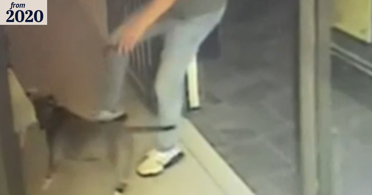 Woman mauled by dog in Sydney's south