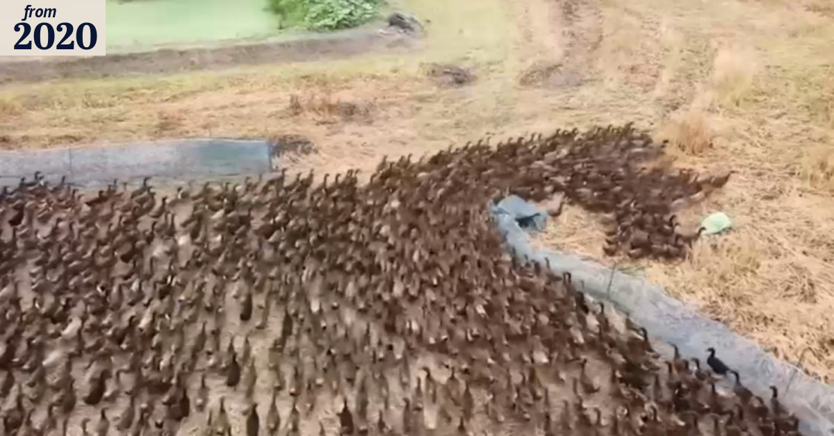 Ducks eliminate bugs after Thailand rice harvest