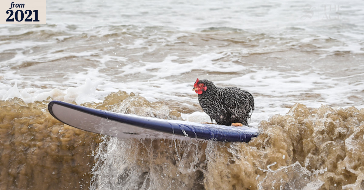 This chicken might surf better than you do
