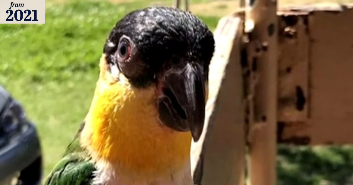 Parrot stolen in Sydney