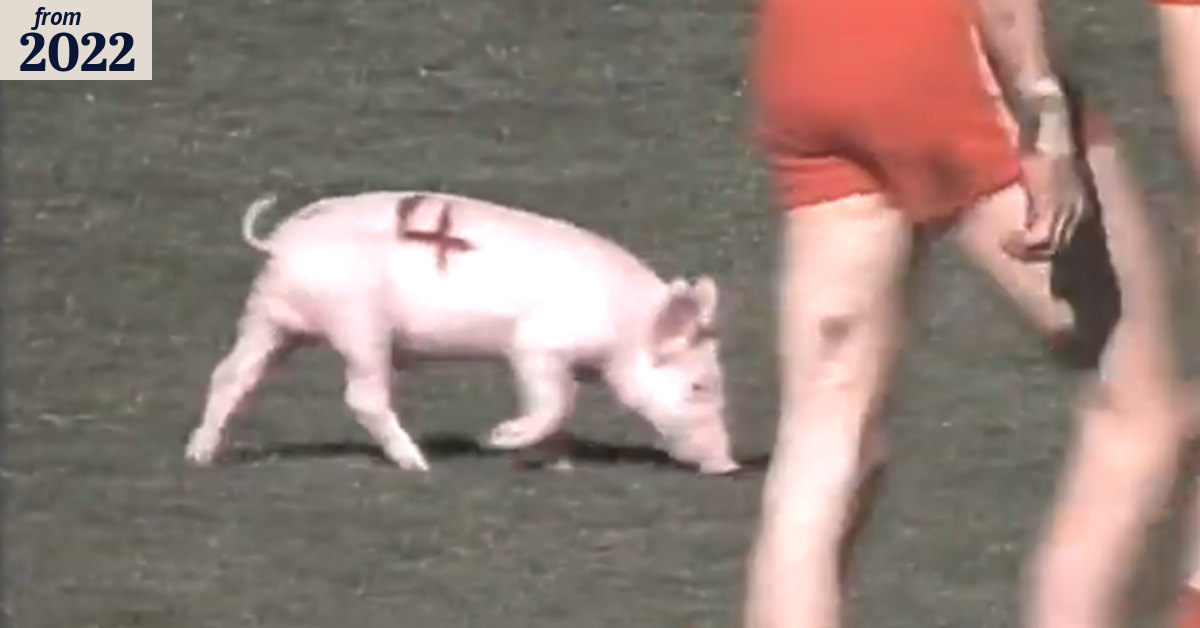 'There's a pig at full forward'