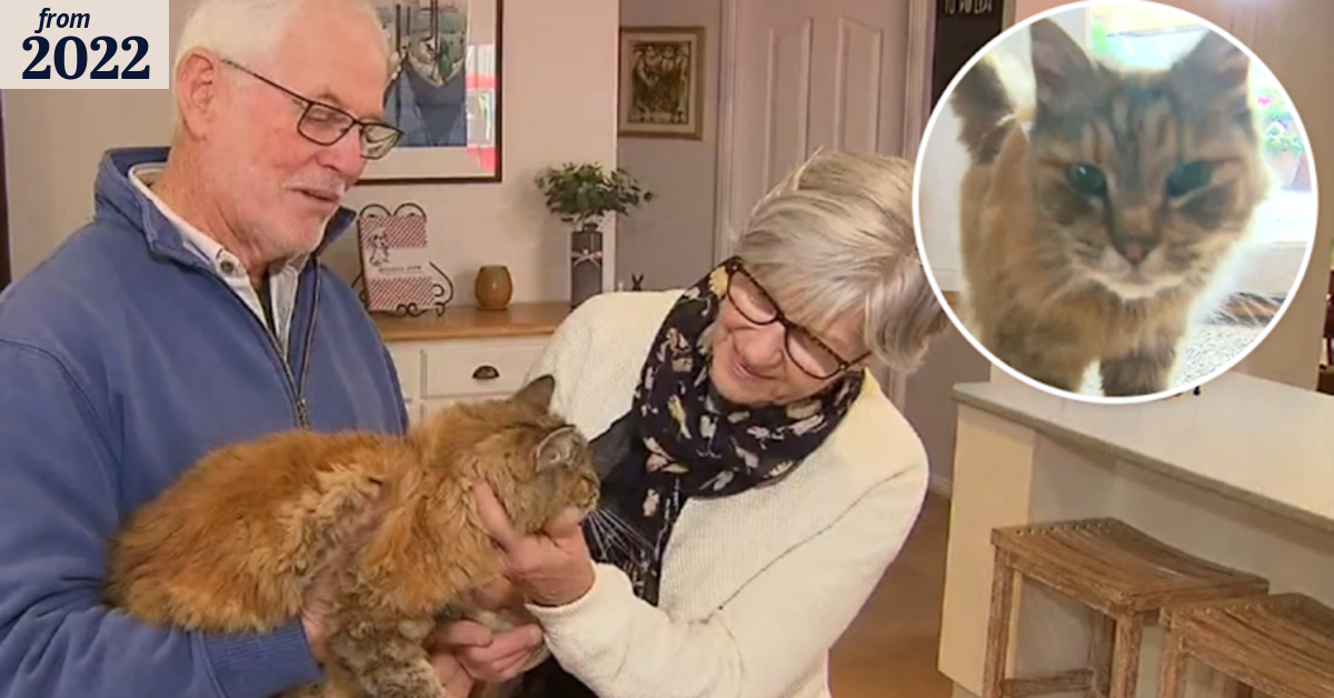 Cat found alive and well after spending 10 days missing in the cold at ...