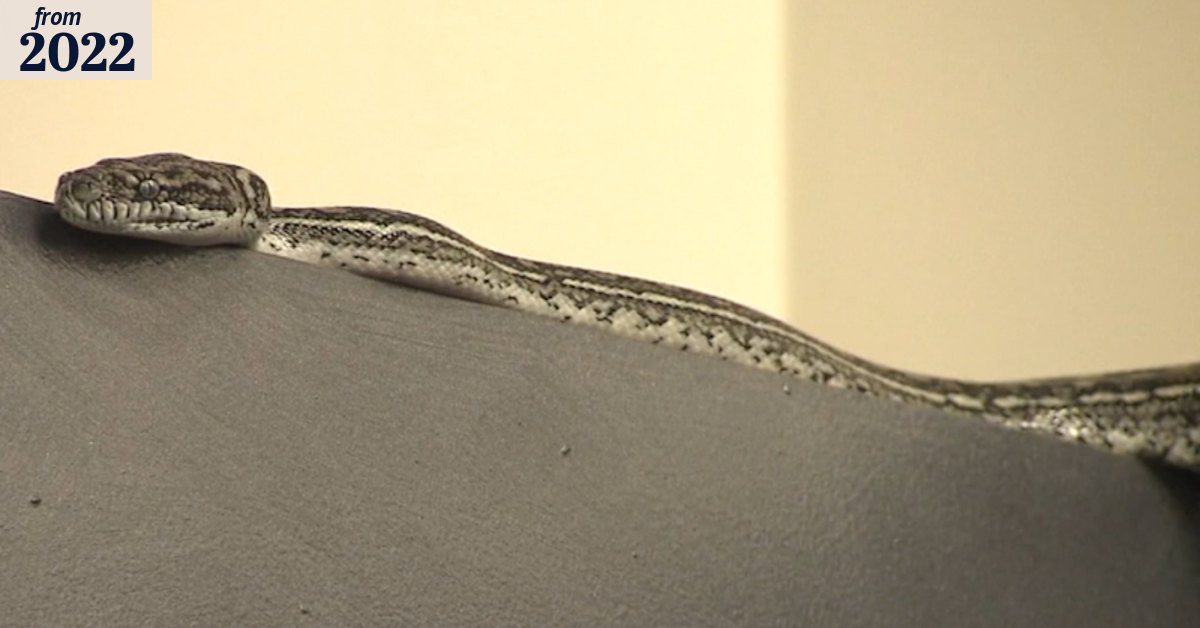 Python pays visit to Brisbane newsroom