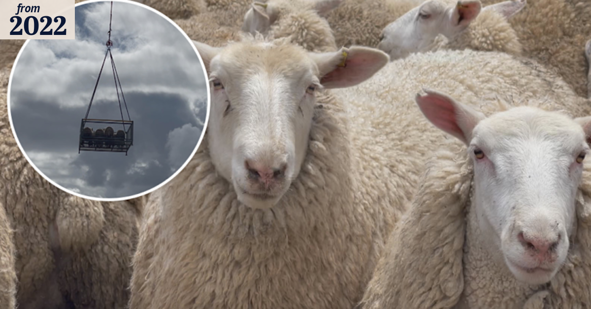 Over 1200 sheep stranded on 'island' rescued from rising floodwaters