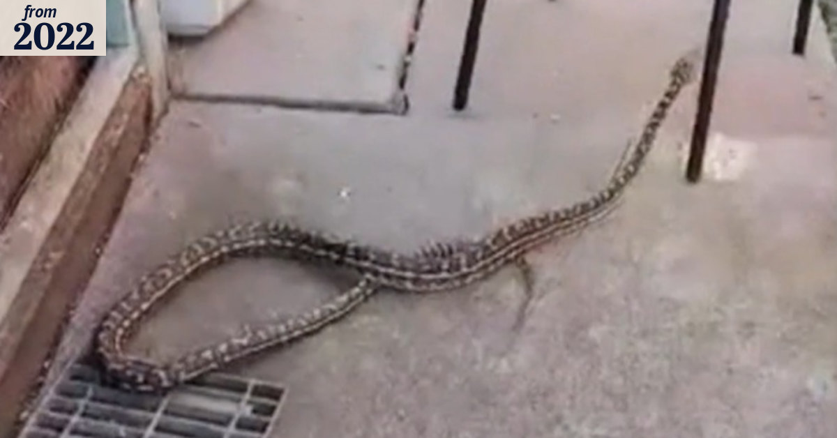 Neighbours concerned after python goes missing in Melbourne's south-east