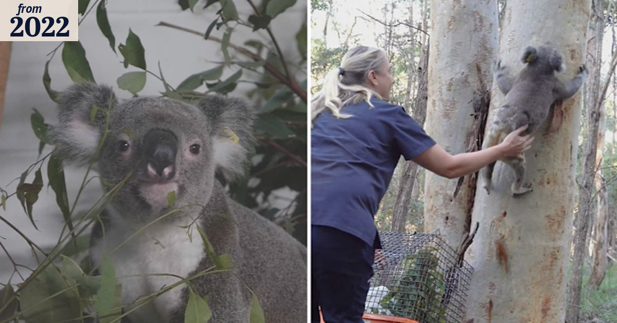 Rescued koala returned to Queensland bush