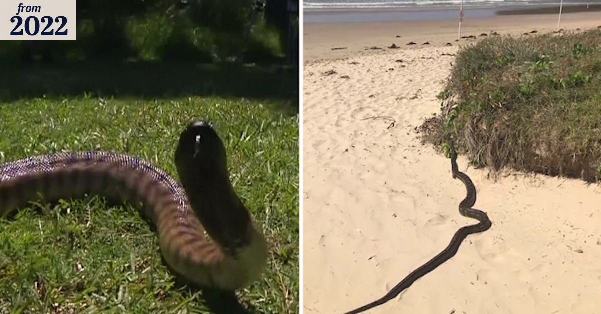 Wet weather bringing snakes out into the open