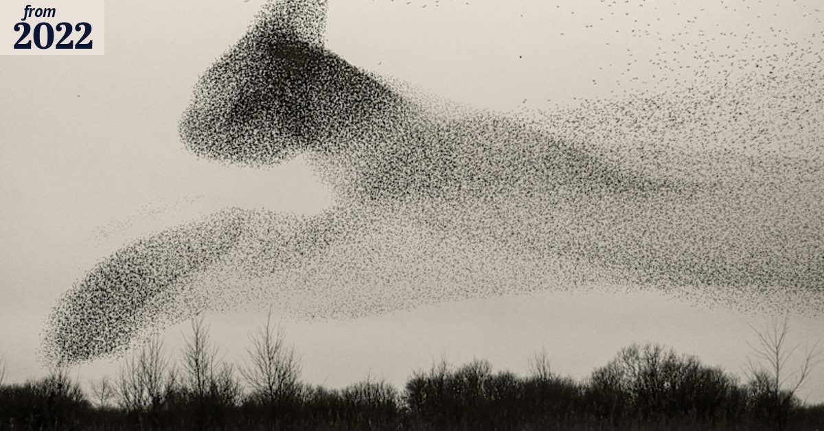 'It's a bird. It's a…' The mindblowing shapes seen in European skies