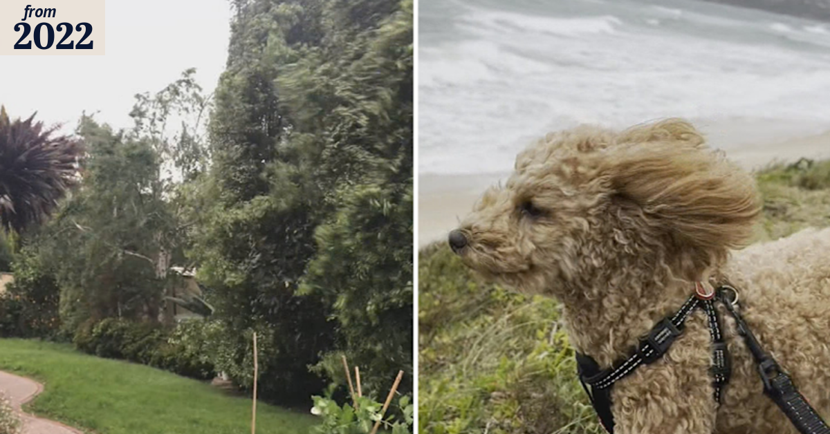 Damaging and destructive winds predicted for large parts of Victoria