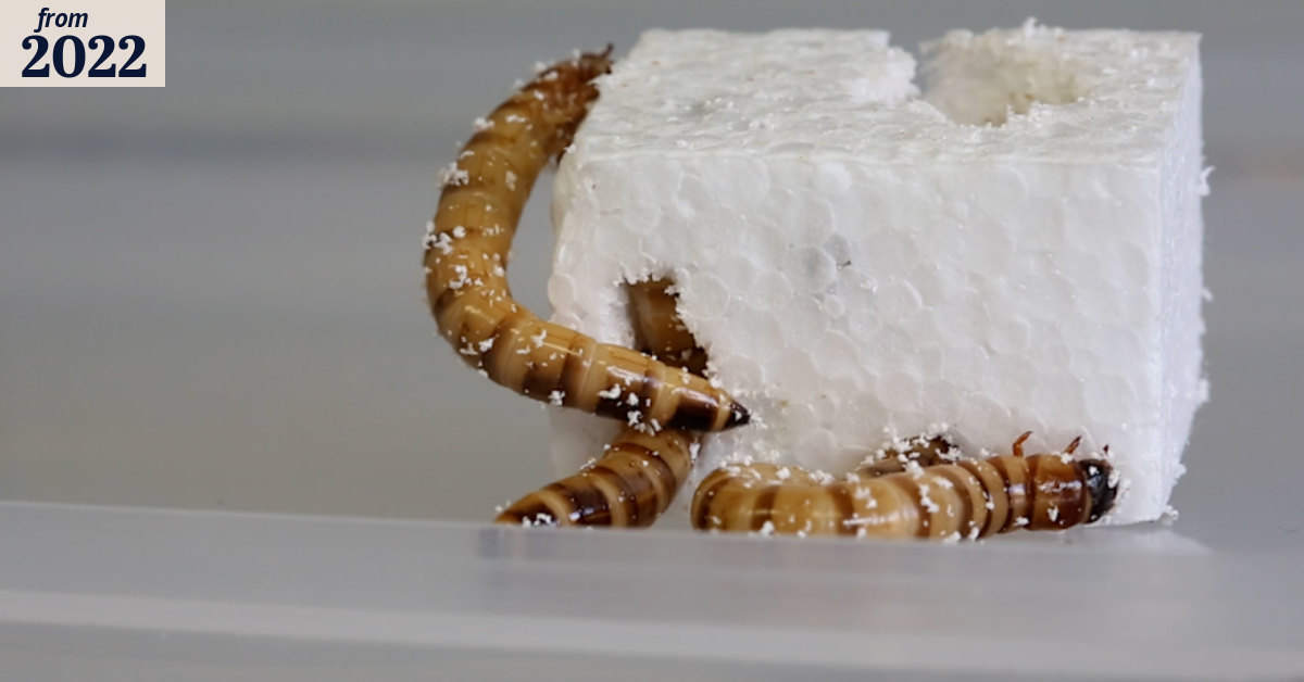 Superworms munch through plastic as part of groundbreaking research