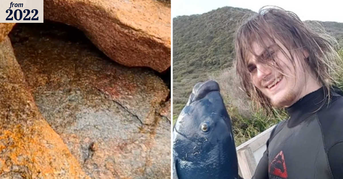 Teen calls for greater shark protection after rescuing mate from great ...