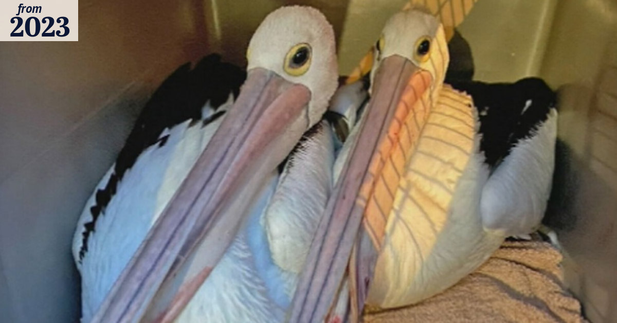 Delicate rescue operation saves pelicans impaled by fishing wire