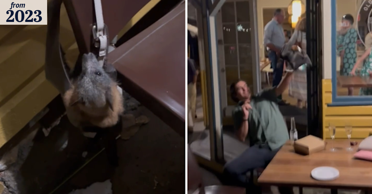 Bats swoop in on wedding party