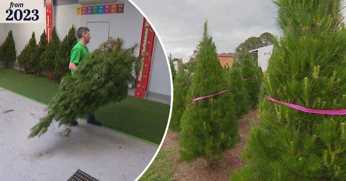 Christmas tree farms expecting busy season