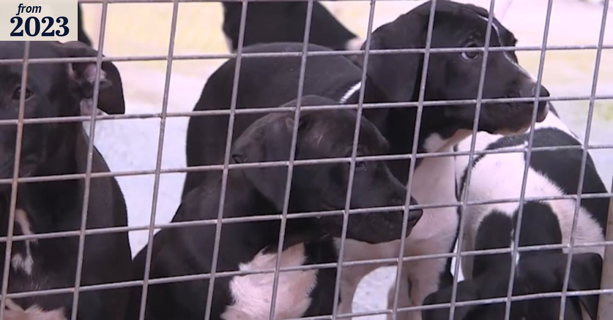 Overrun NSW shelter unable to take more in stray animals