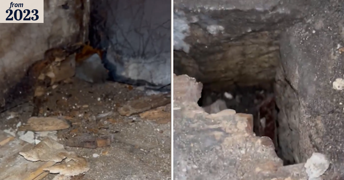 Sydney residents forced to pay $1200 per week for rat-infested home