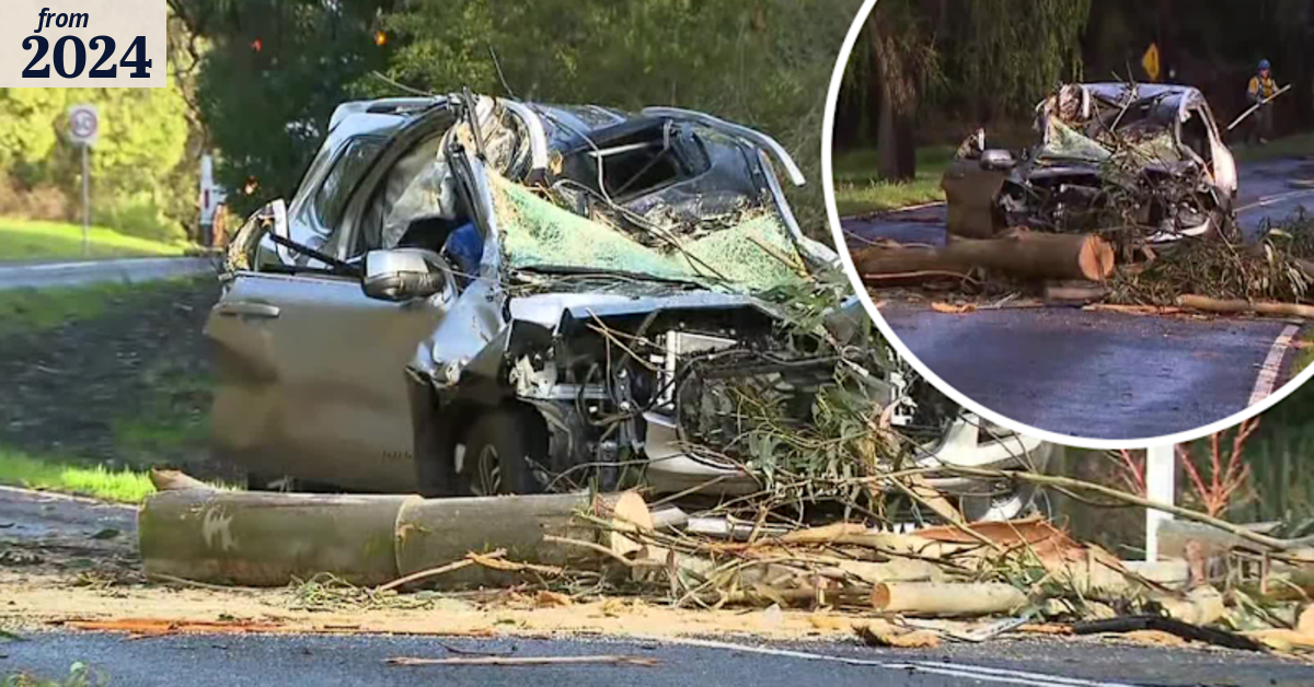 Man dies after tree falls onto car in Victoria