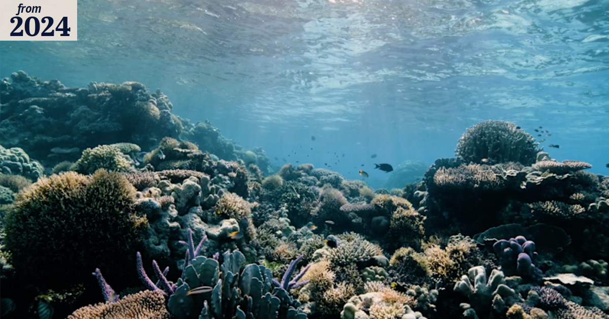 Untapped beauty: The battle to save the wild Scott Reef from mining