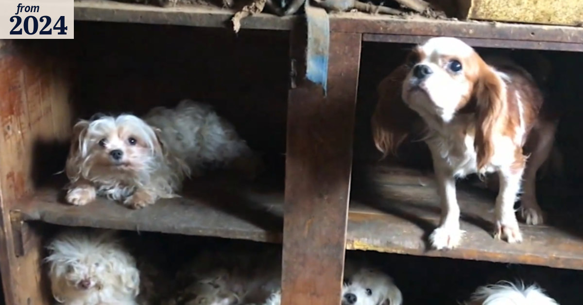 More than 100 animals rescued in ‘horrific’ case