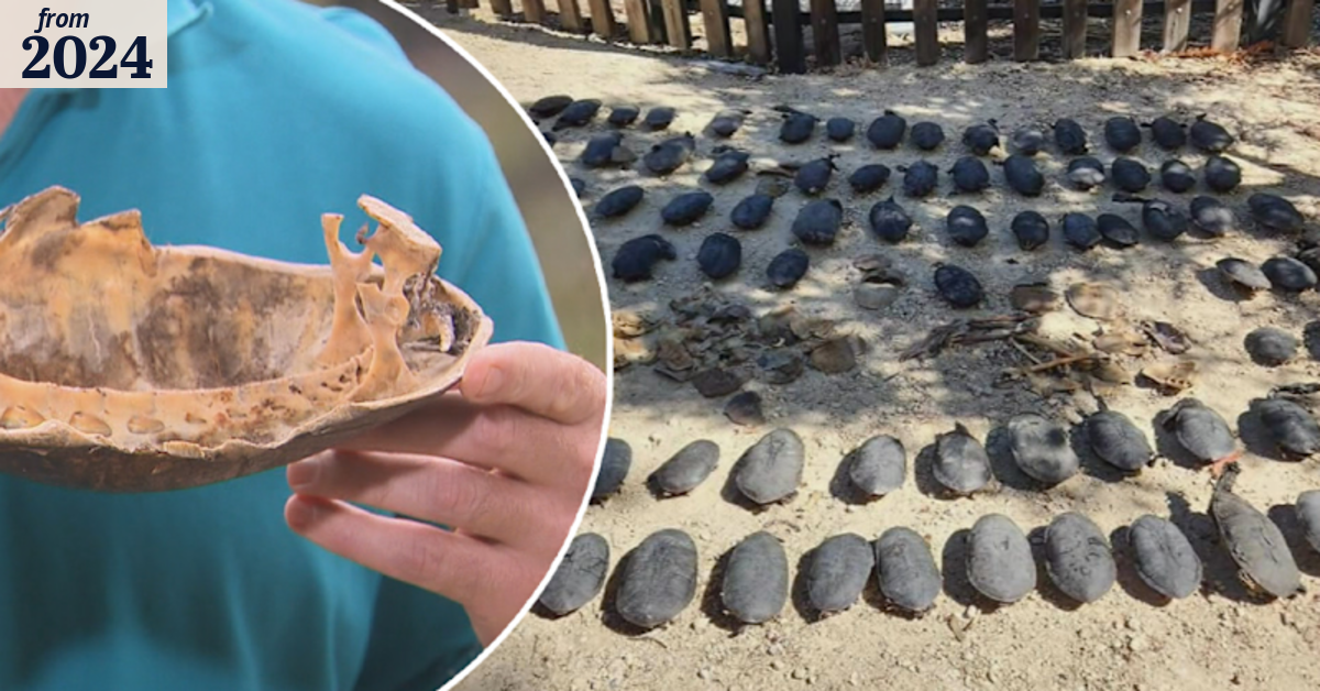Hundreds of turtles found dead in Perth lake