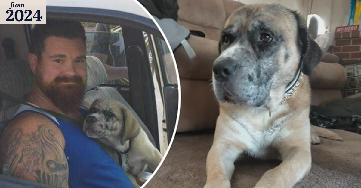 Heartbreak after dog shot dead while attacking cop