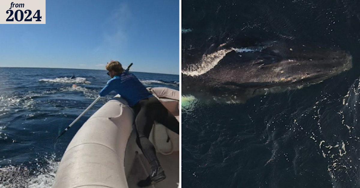Whale rescued after week-long rescue operation