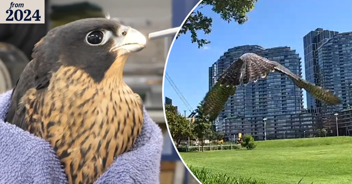 Melbourne's beloved falcon hits the sky after misadventure