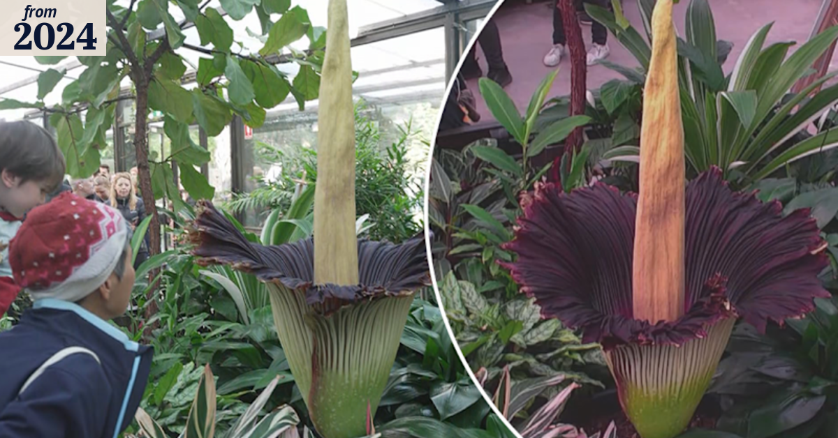 Thousands line up to catch a glimpse of the corpse flower