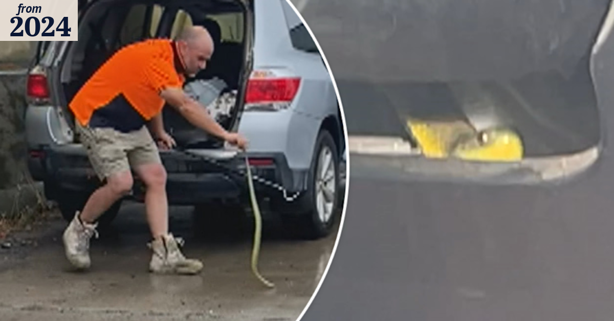 Driver trapped in car with one of world's most venomous snake