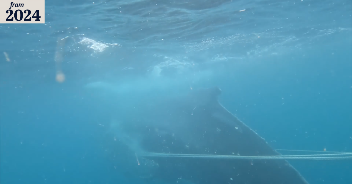 The biggest threat to whales