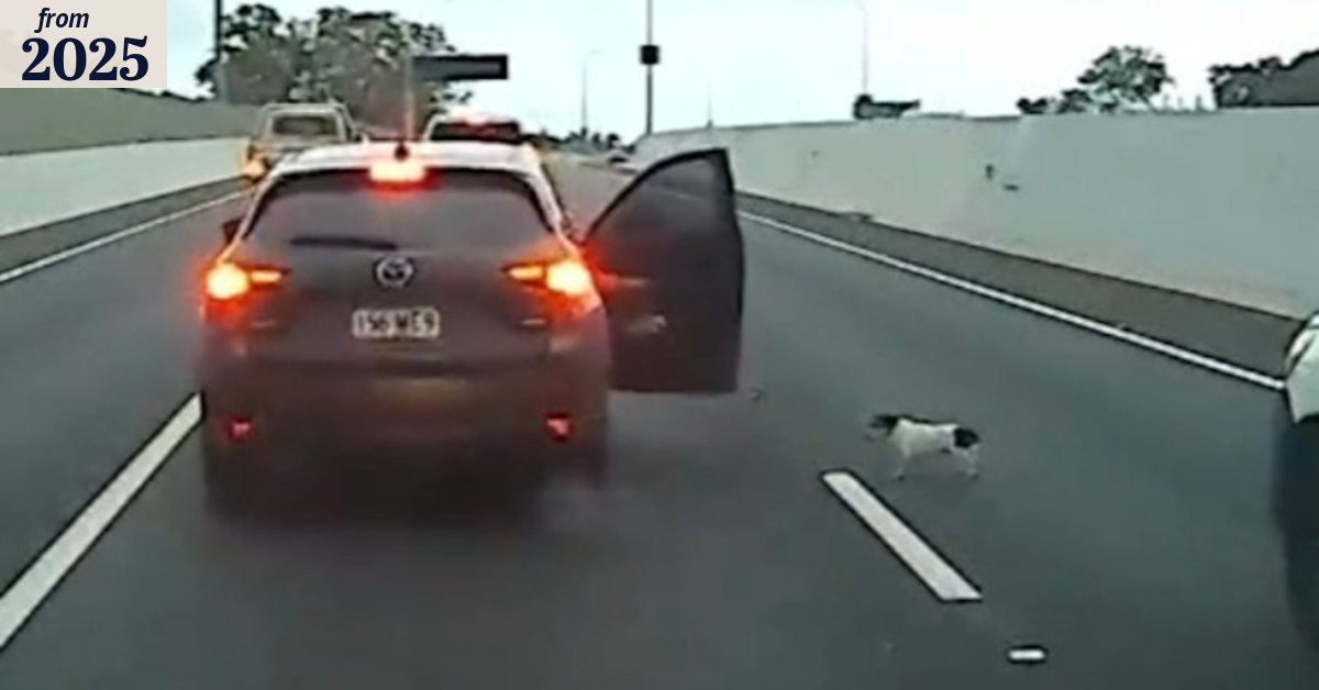 Traffic-dodging dog’s hasty getaway on Queensland motorway