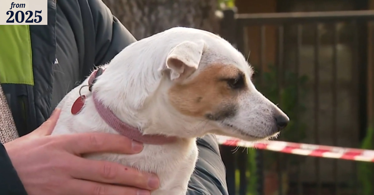 Dog hailed hero after home goes up in flames