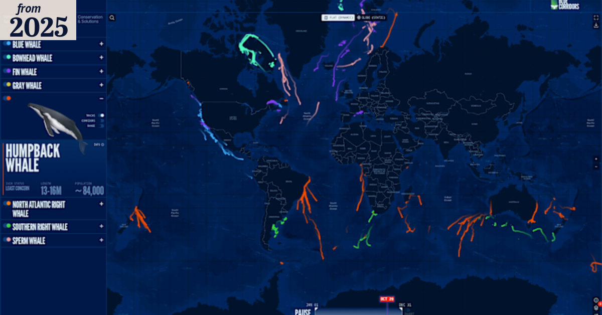 Mapping whale migrations