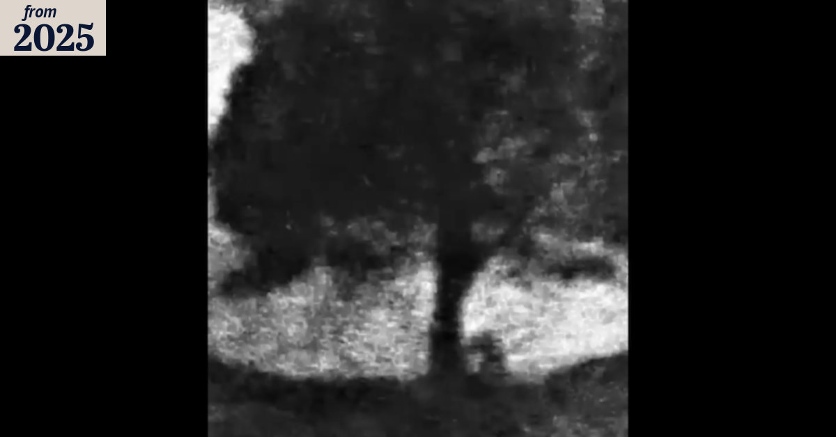 Video shows felling of Sycamore Gap tree