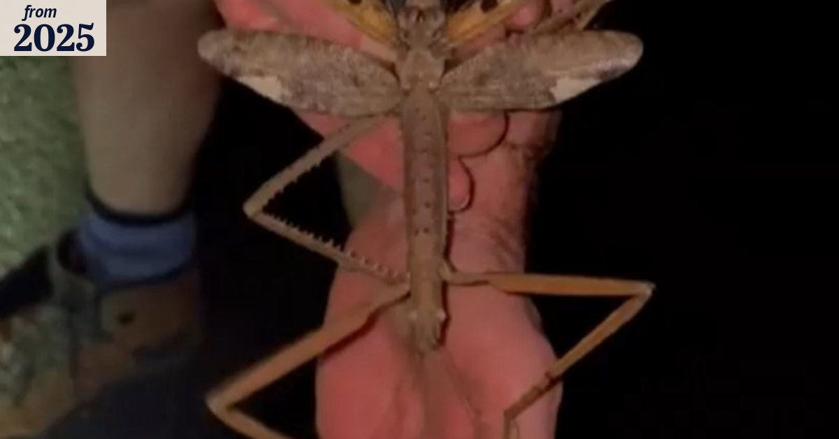 New species of giant stick insect discovered in Queensland
