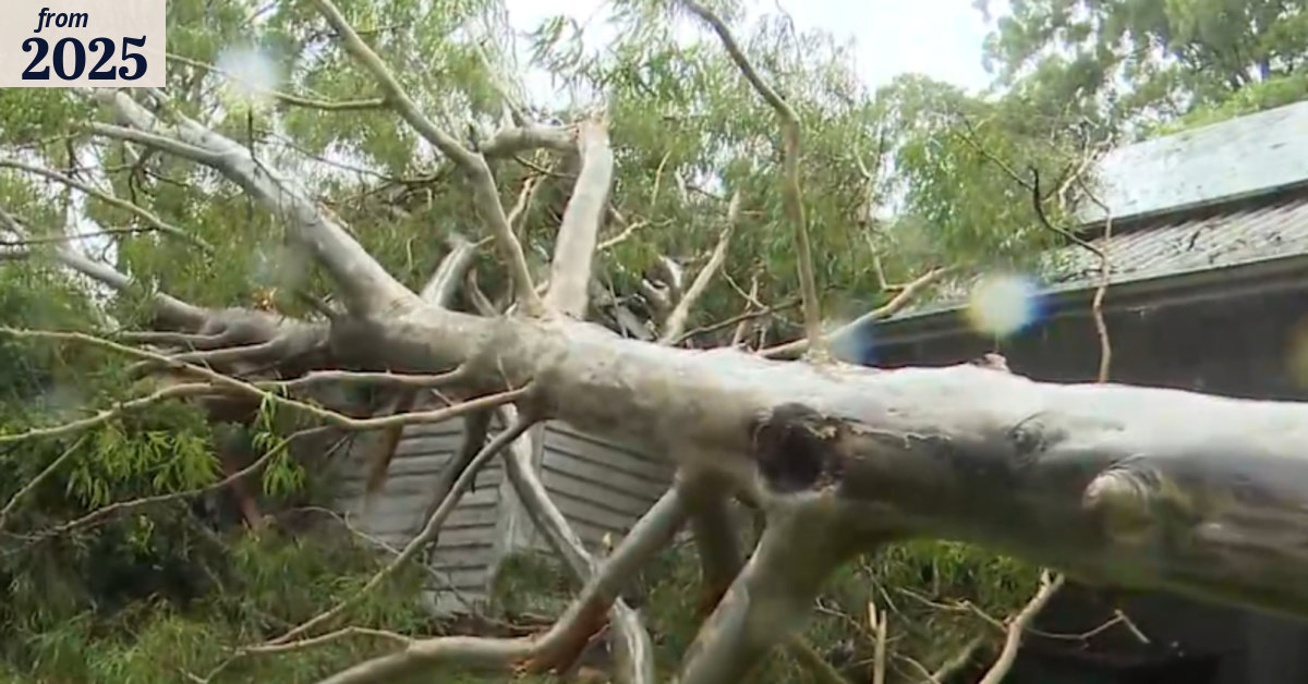 Gold Coast home smashed by falling tree