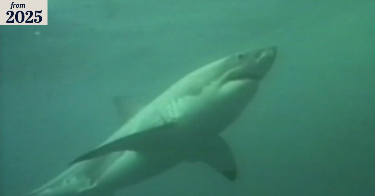 Calls for shark culling after surfer's suspected death