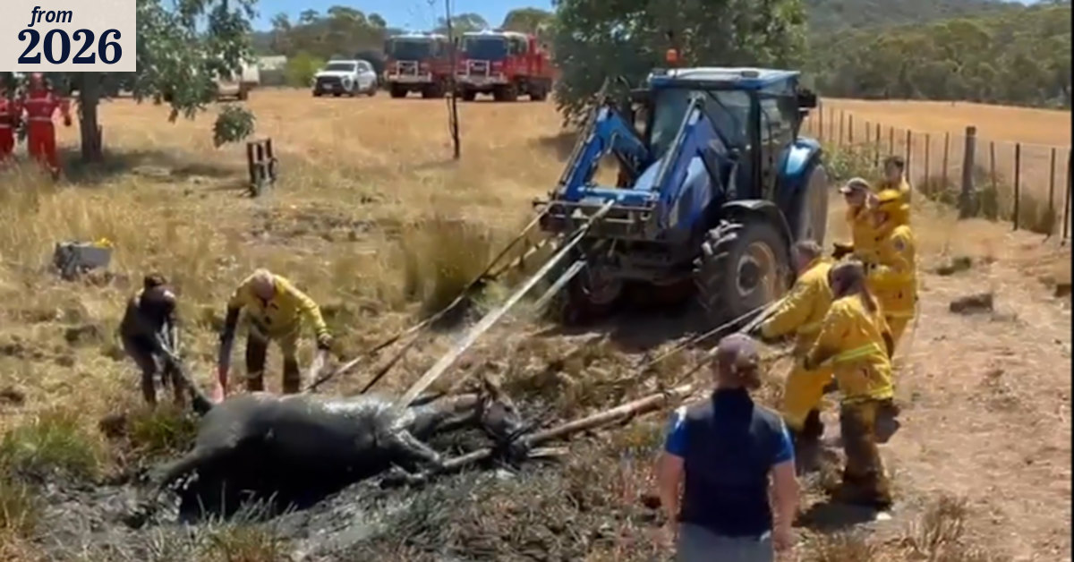Horse rescued after becoming trapped in mud