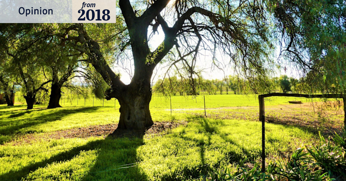 In praise of the pepper tree