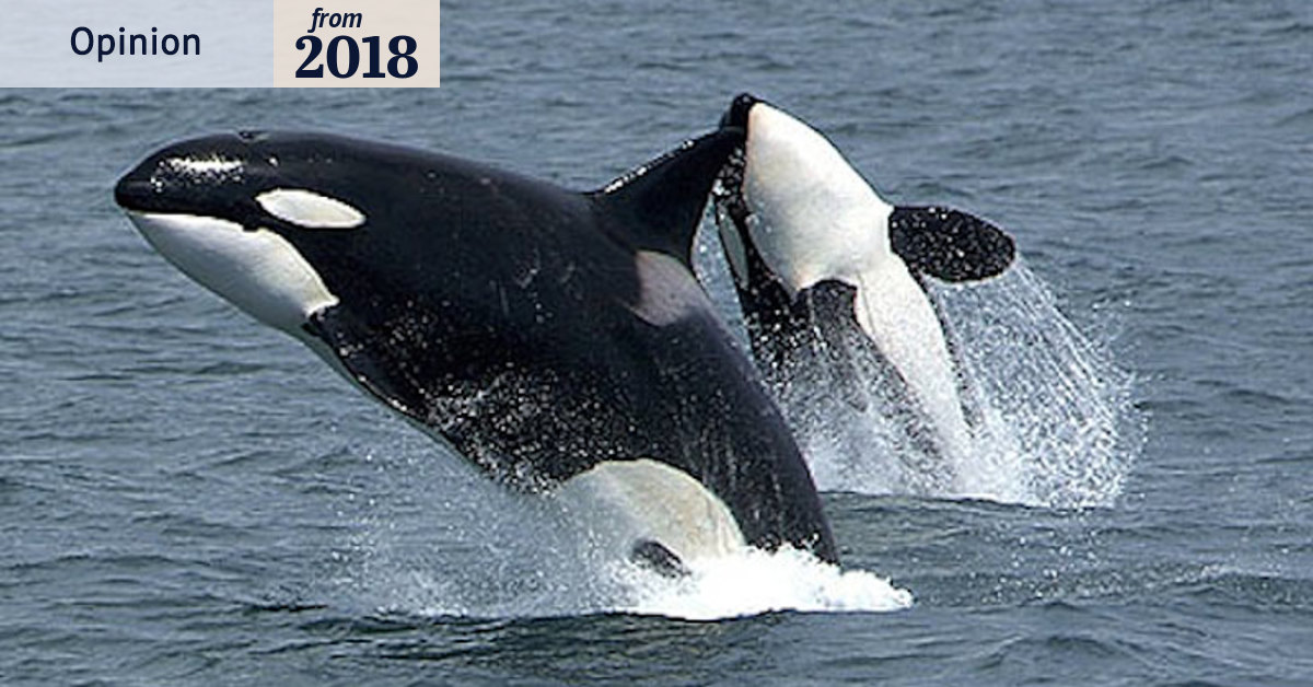 Fascination with Wikie the talking orca says more about us than her